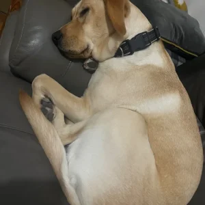 Labrador junior fully trained puppy - Image 2