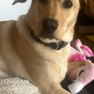 Labrador junior fully trained puppy - Image 3