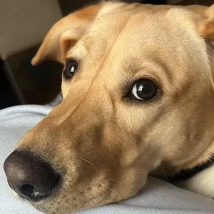 Labrador junior fully trained puppy - Image 4