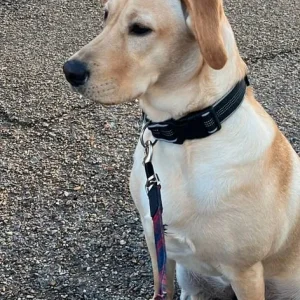 Labrador junior fully trained puppy - Image 5
