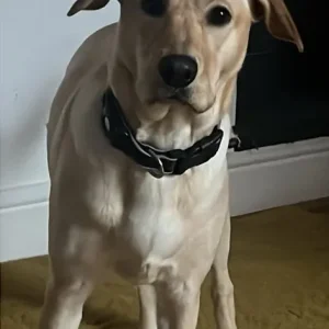Labrador junior fully trained puppy - Image 6