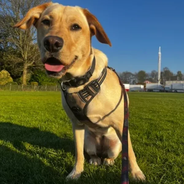 Labrador junior fully trained puppy