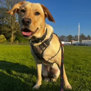 Labrador junior fully trained puppy