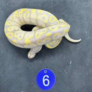 Royal pythons - Image 2
