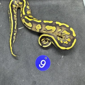 Royal pythons - Image 3