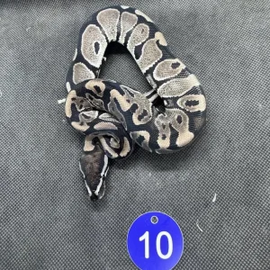 Royal pythons - Image 4