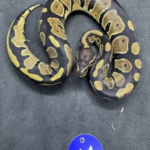 Royal pythons - Image 5