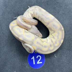 Royal pythons - Image 6