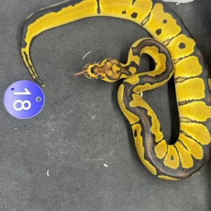 Royal pythons - Image 7