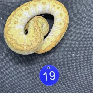Royal pythons - Image 8