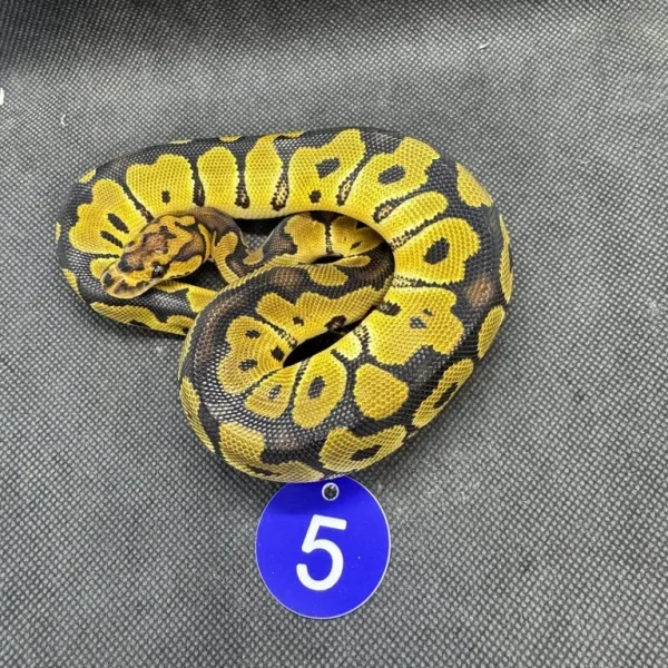 Royal pythons