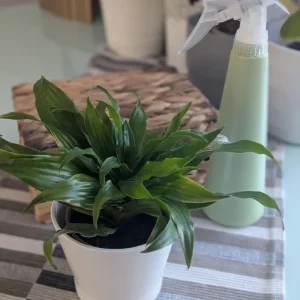 Live plant with pot - Image 2