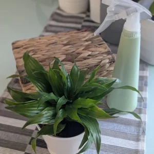 Live plant with pot - Image 3