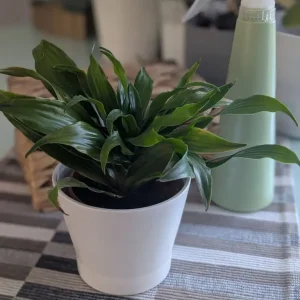 Live plant with pot