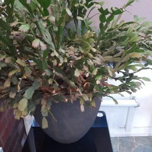 XMAS CACTUS PLANT - Image 2