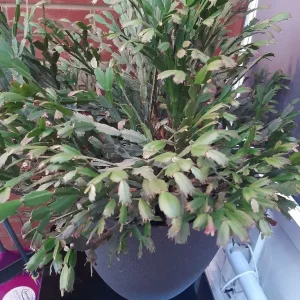 XMAS CACTUS PLANT