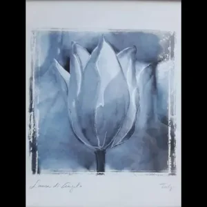LAURA DI ANGELO 1999 Monochrome Tulip Framed Print 400mm x 400mm - Image 4