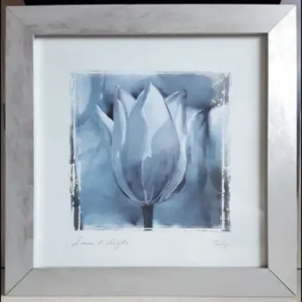 LAURA DI ANGELO 1999 Monochrome Tulip Framed Print 400mm x 400mm