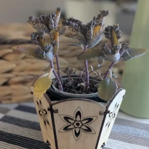 Live baby alligator plant with pot - Image 2