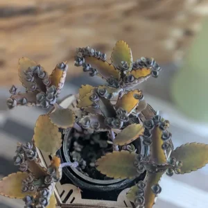 Live baby alligator plant with pot - Image 3