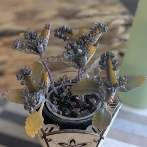 Live baby alligator plant with pot - Image 4