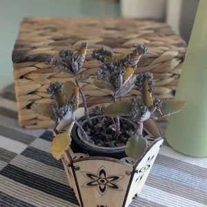 Live baby alligator plant with pot