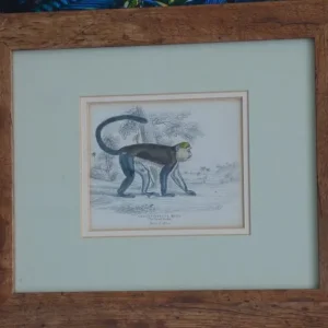 19th Century Natural History Illustrations - Image 3