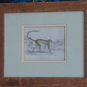 19th Century Natural History Illustrations - Image 4