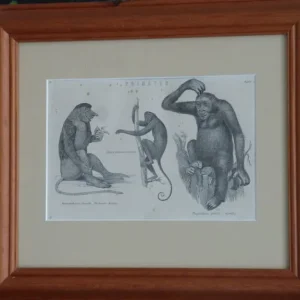 19th Century Natural History Illustrations - Image 6