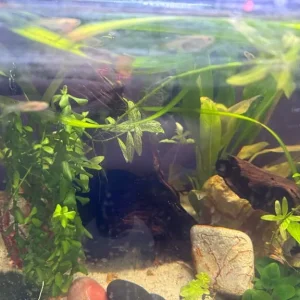 Fish Tank Full Set Up - Image 2
