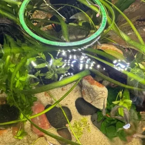 Fish Tank Full Set Up - Image 3