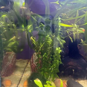 Fish Tank Full Set Up - Image 5