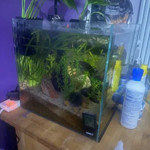 Fish Tank Full Set Up - Image 6