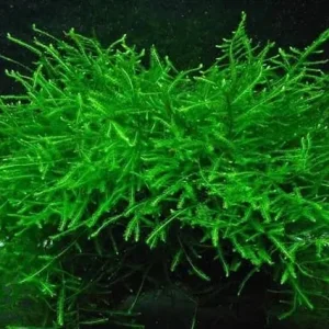 Java moss - Image 2