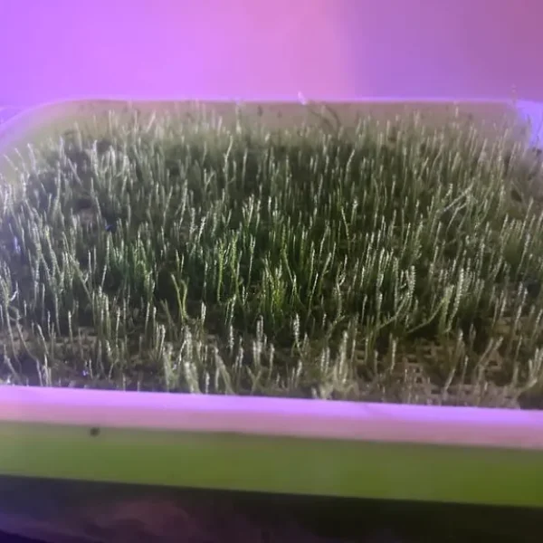 Java moss
