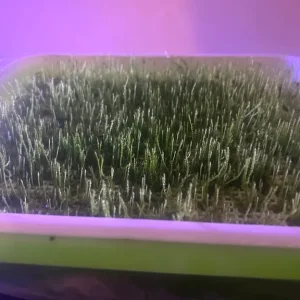 Java moss