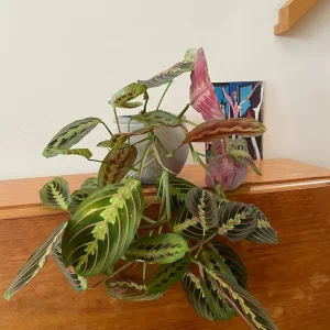 Calathea Maranta Praying plant - Image 2
