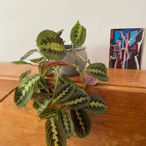 Calathea Maranta Praying plant