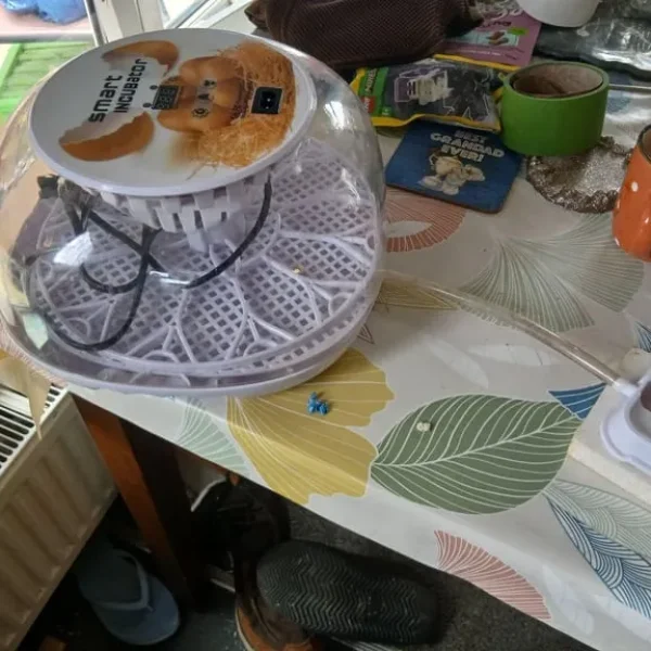 Egg incubator