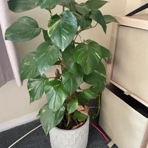 Climbing houseplant in pot - Image 2