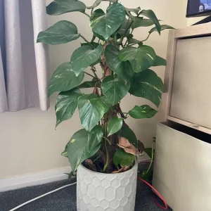 Climbing houseplant in pot