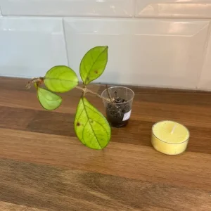Small Hoya Plant Cutting - Image 2