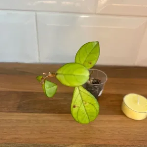 Small Hoya Plant Cutting