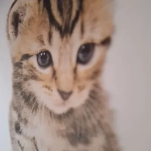 Kittens of all colours ready September - Image 3