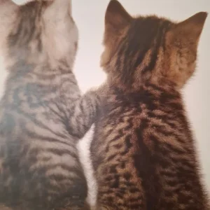 Kittens of all colours ready September - Image 6