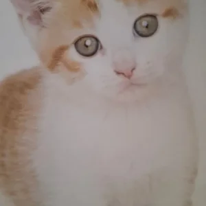 Kittens of all colours ready September