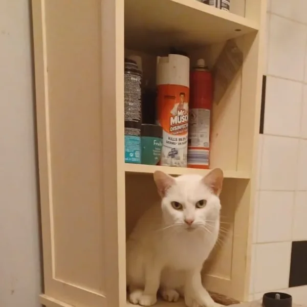 Female white cat named Snowball