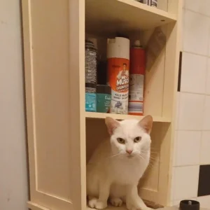 Female white cat named Snowball