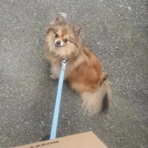 Dog Walker