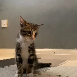 Two playful kittens, one boy, one girl - Image 2